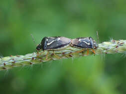 Image of Mormidea (Mormidea) pama Rolston 1978