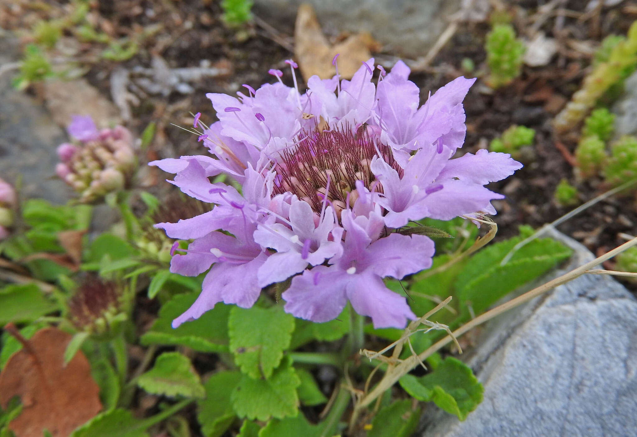 Image of Lomelosia crenata (Cyr.) W. Greuter & Burdet