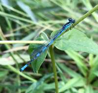 Coenagrion lanceolatum (Selys ex Selys & McLachlan 1872) resmi