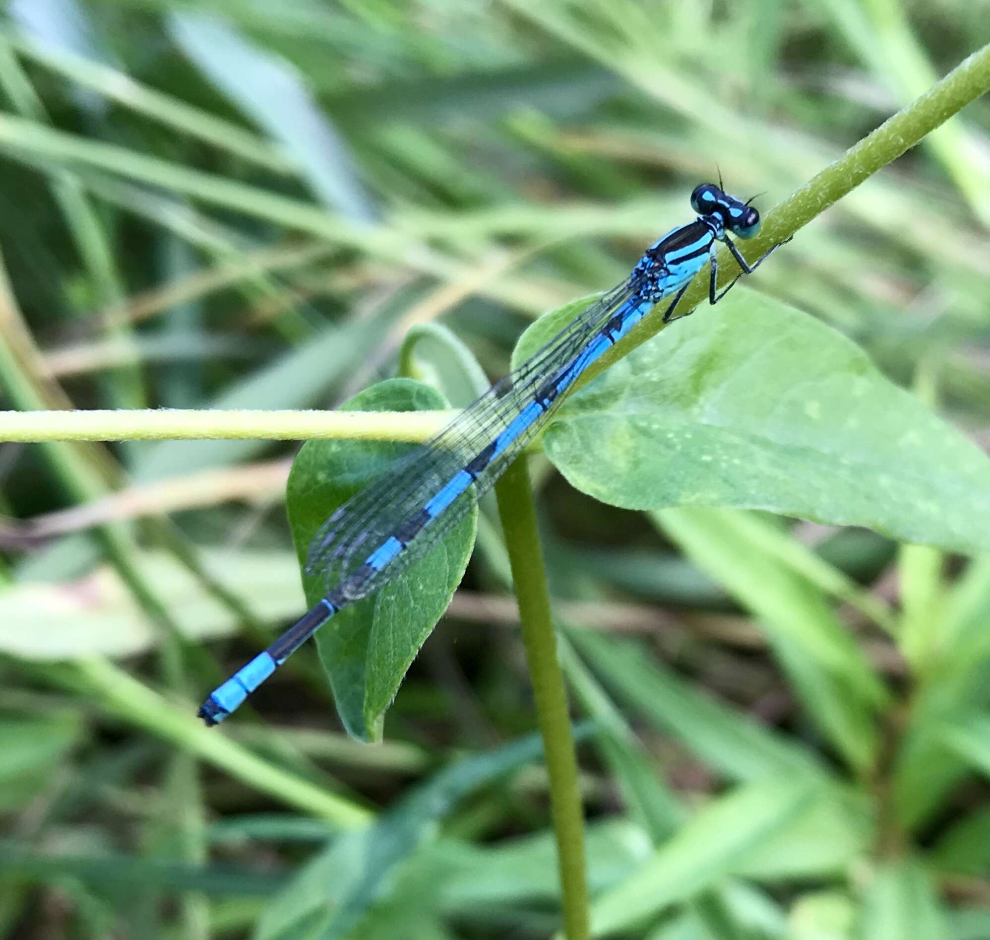 Coenagrion lanceolatum (Selys ex Selys & McLachlan 1872) resmi