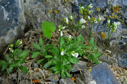 Imagem de Draba lonchocarpa Rydb.