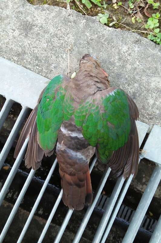 Image of Common Emerald Dove