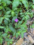 Image de Tradescantia poelliae D. R. Hunt