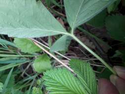 Image of Hautbois Strawberry