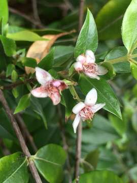 Image of silky myrtle