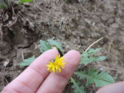 Image of Common Dandelion