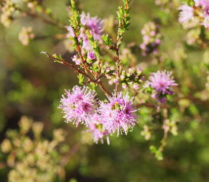 Image of Kunzea parvifolia Schau.