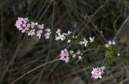 Image of Boronia pilosa subsp. pilosa