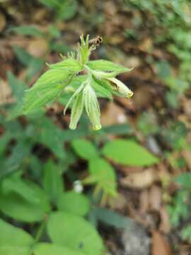 Image of green stoneseed