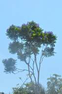 صورة Jacaranda copaia (Aubl.) D. Don