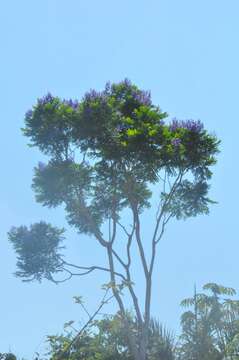 Image of Jacaranda copaia (Aubl.) D. Don