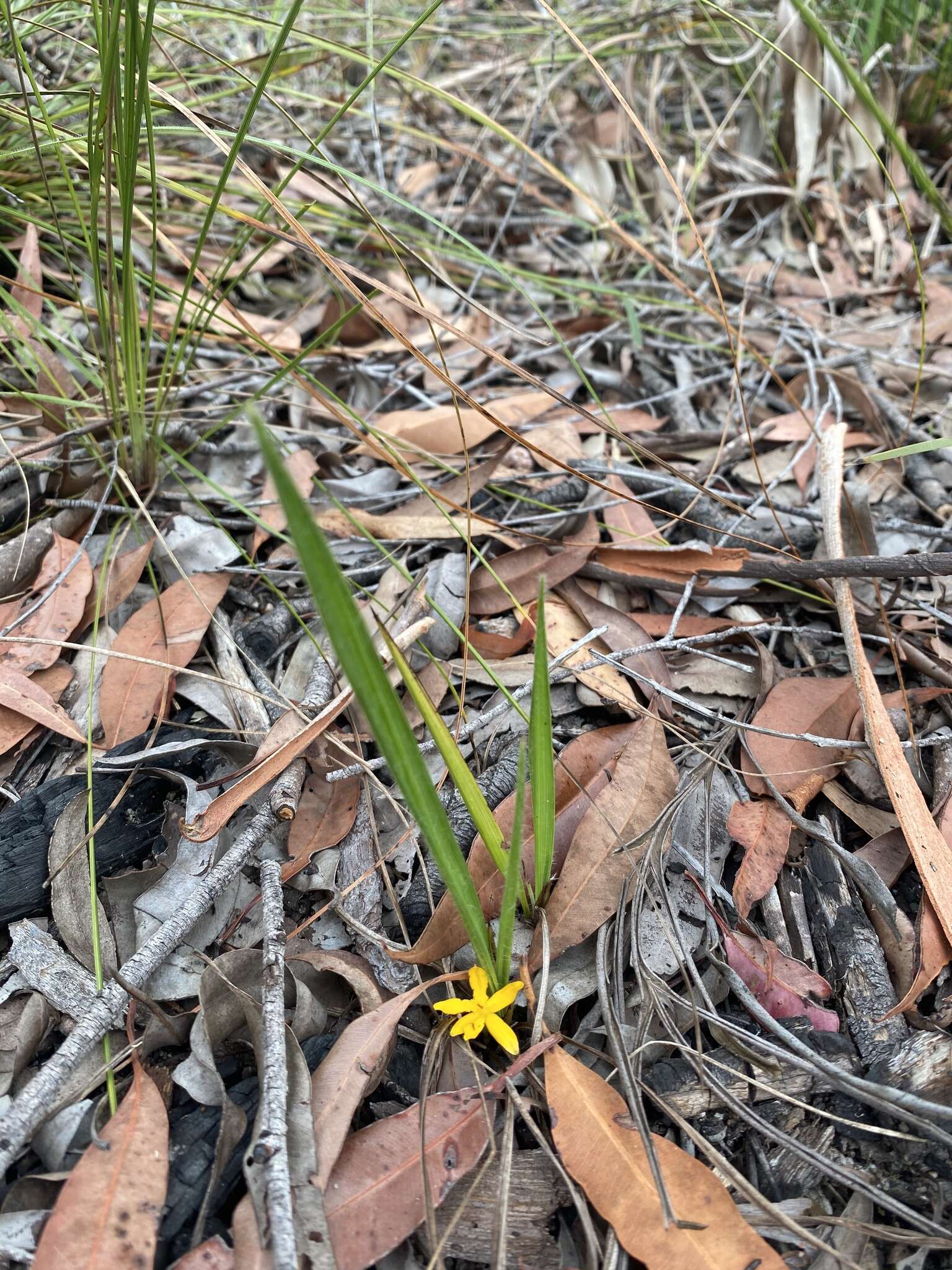 Image of Curculigo ensifolia R. Br.