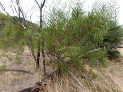 Acacia dodonaeifolia (Pers.) Balb. resmi