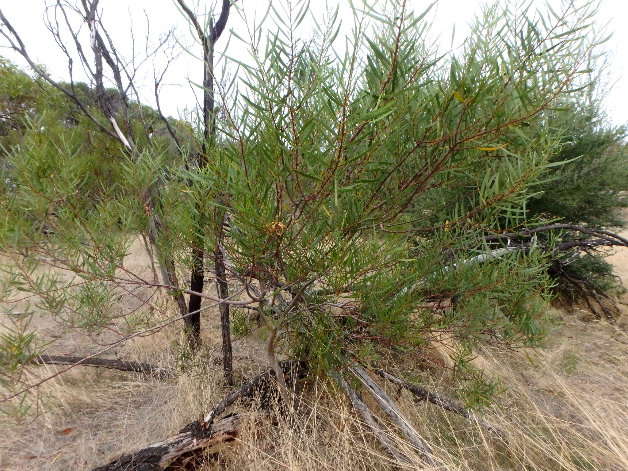 Imagem de Acacia dodonaeifolia (Pers.) Balb.