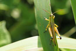 Image of Stethophyma magister (Rehn & J. A. G. 1902)