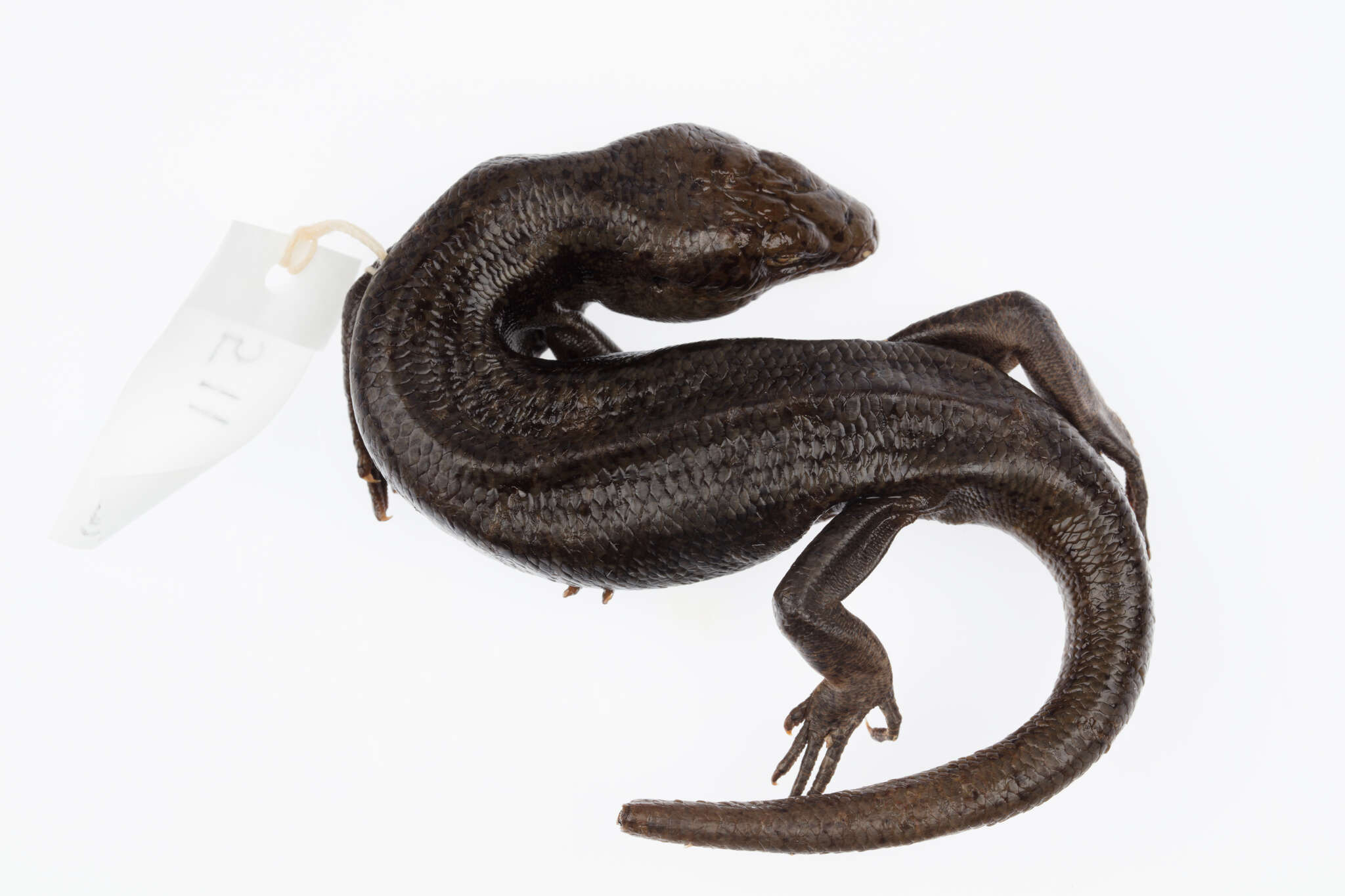 Image of Falla's Skink