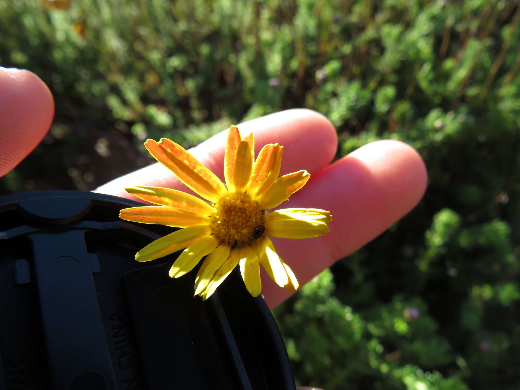 Image of Ursinia dentata (L.) Poir.