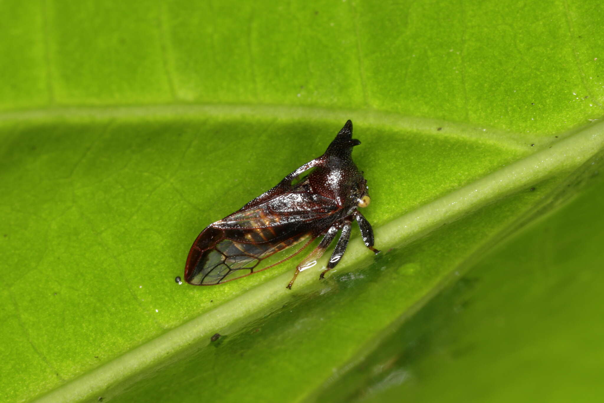 Imagem de Lycoderes (Lycoderides) fuscus Amyot & Serville 1843