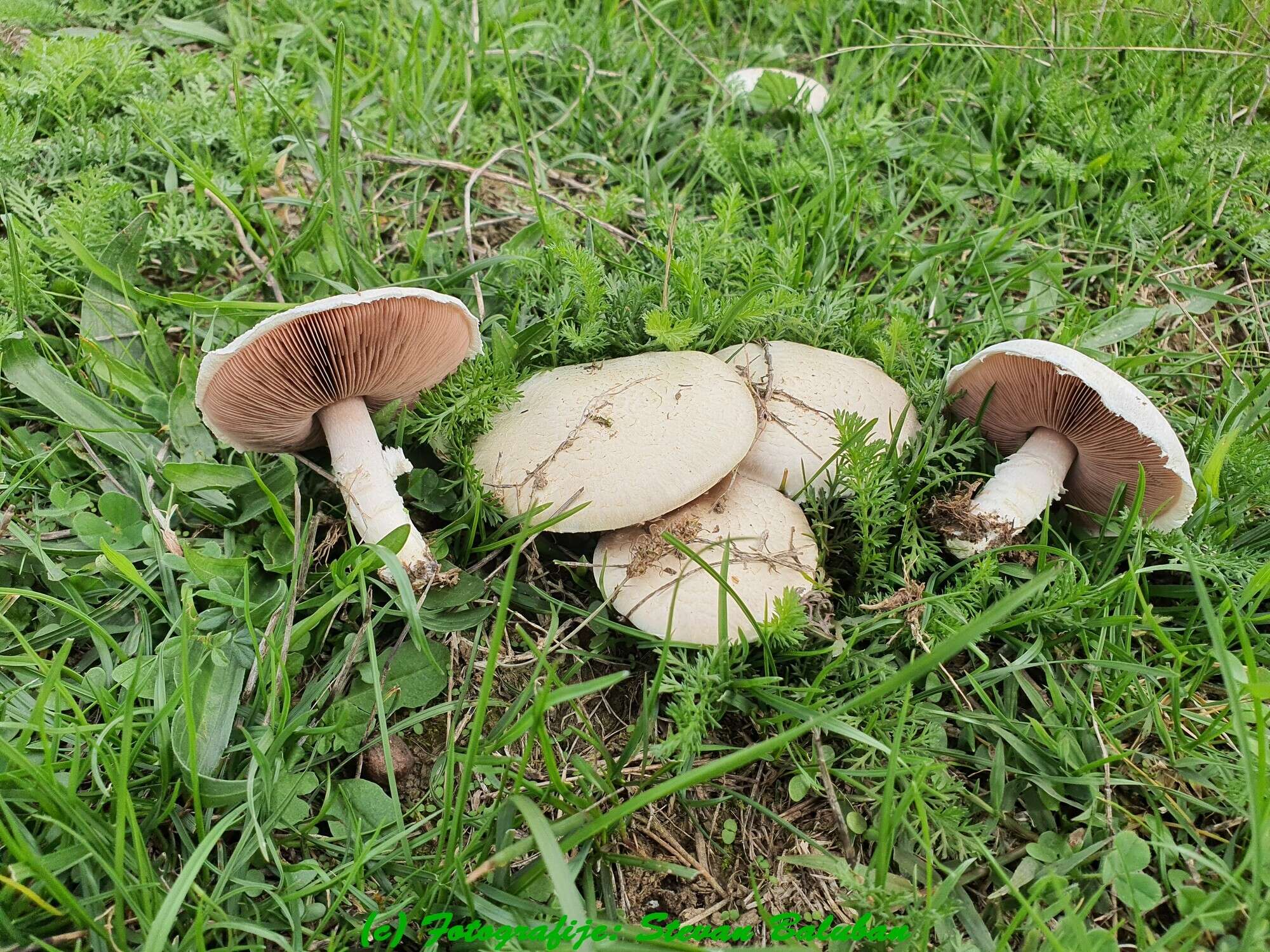 Image of Agaricus porphyrocephalus F. H. Møller