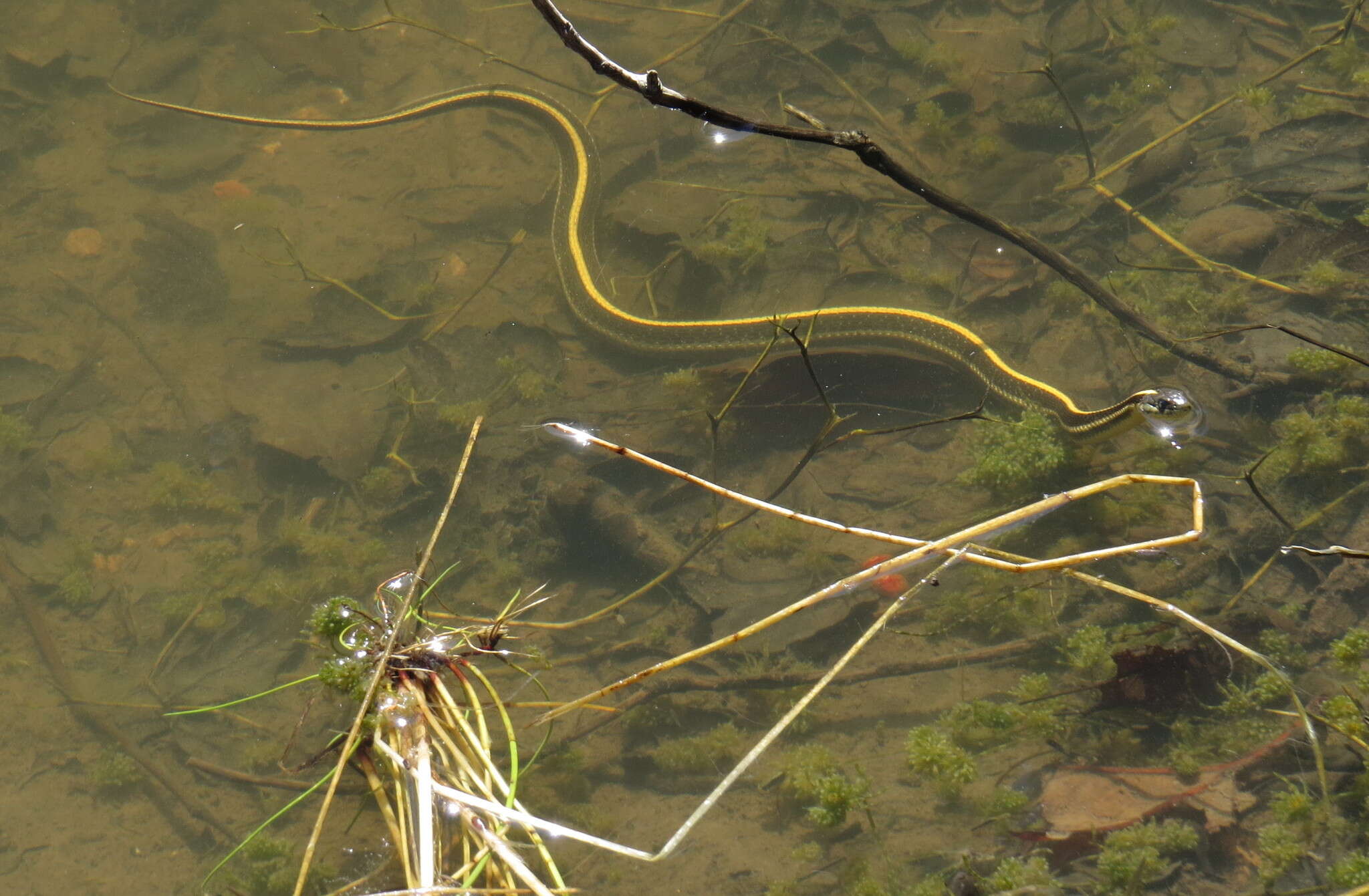 Image of Thamnophis atratus zaxanthus Boundy 1999