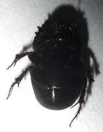 Слика од Euonthophagus carbonarius (Klug 1855)