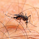 Sivun Aedes demeilloni Edwards 1936 kuva