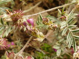 Image of cockshead sainfoin