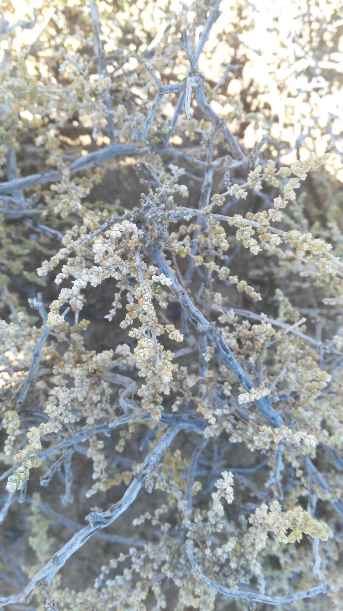 Image of Caroxylon aphyllum (L. fil.) N. N. Tzvelev