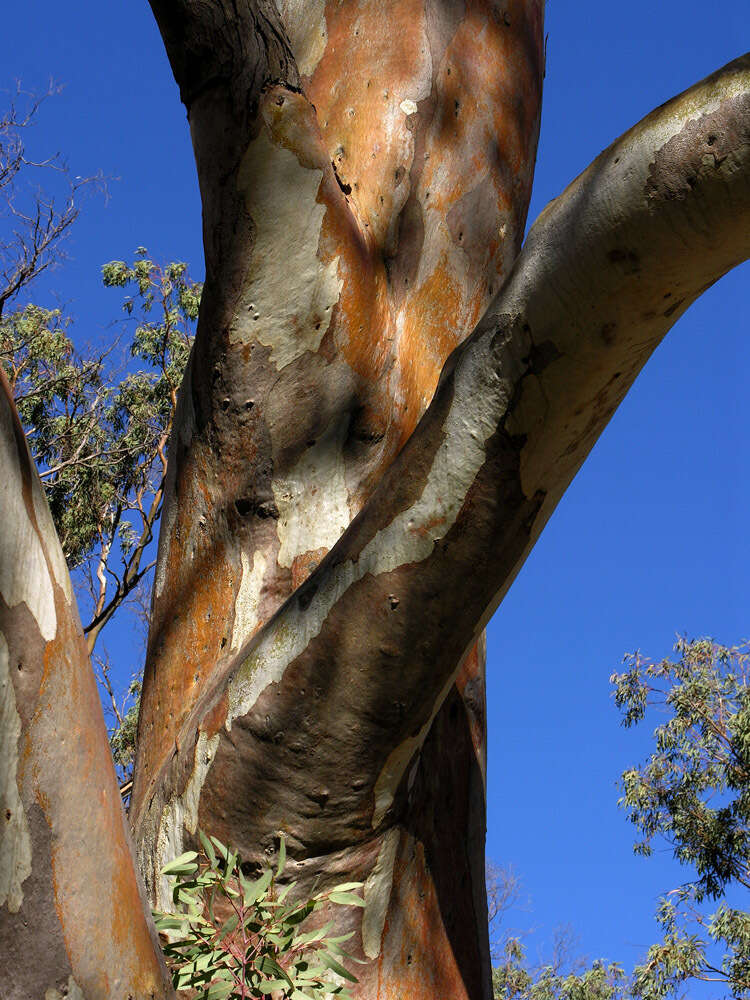 Слика од Eucalyptus camaldulensis subsp. minima Brooker & M. W. Mc Donald