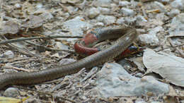 Image of Guatemala Neckband Snake