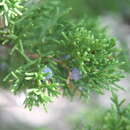 Image de Juniperus ashei var. ovata R. P. Adams