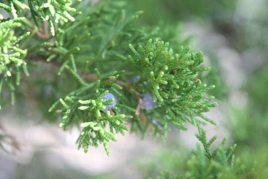 Juniperus ashei var. ovata R. P. Adams resmi