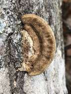 Sivun Trametes cubensis (Mont.) Sacc. 1891 kuva