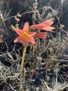 Image of Zephyranthes advena