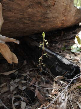 Image de Arthrochilus prolixus D. L. Jones