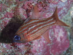 Image of Blue-eye cardinalfish