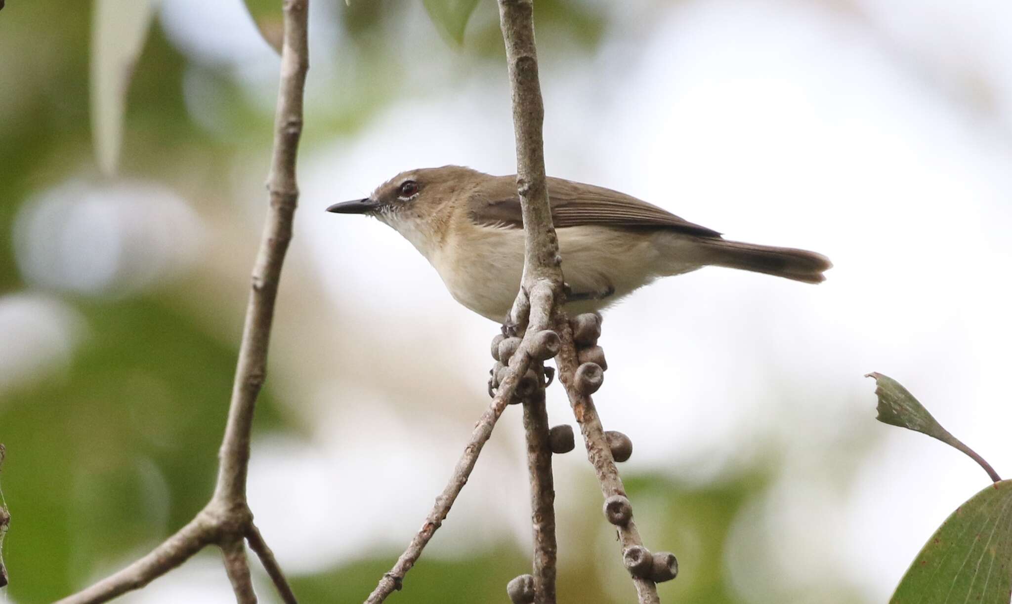 Image of Large-billed Gerygone