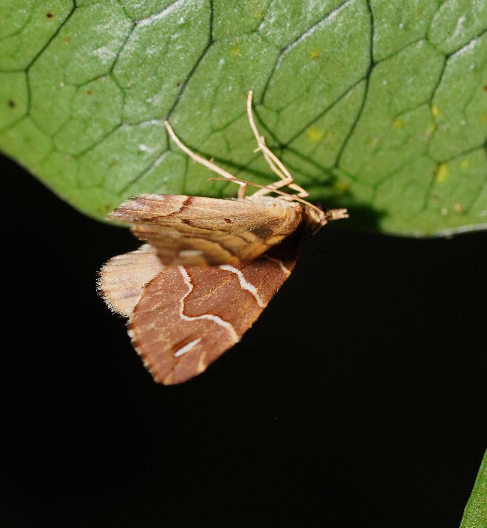 صورة Chaetolopha leucophragma Meyrick 1891