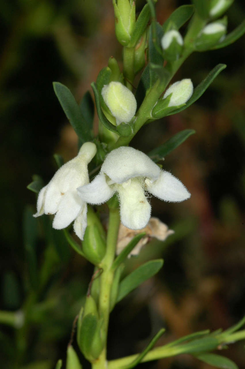 Image of Eremophila divaricata subsp. divaricata