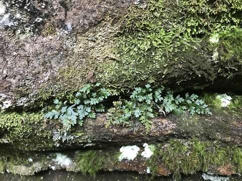 Imagem de Asplenium montanum Willd.