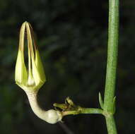 Image de Ceropegia juncea Roxb.