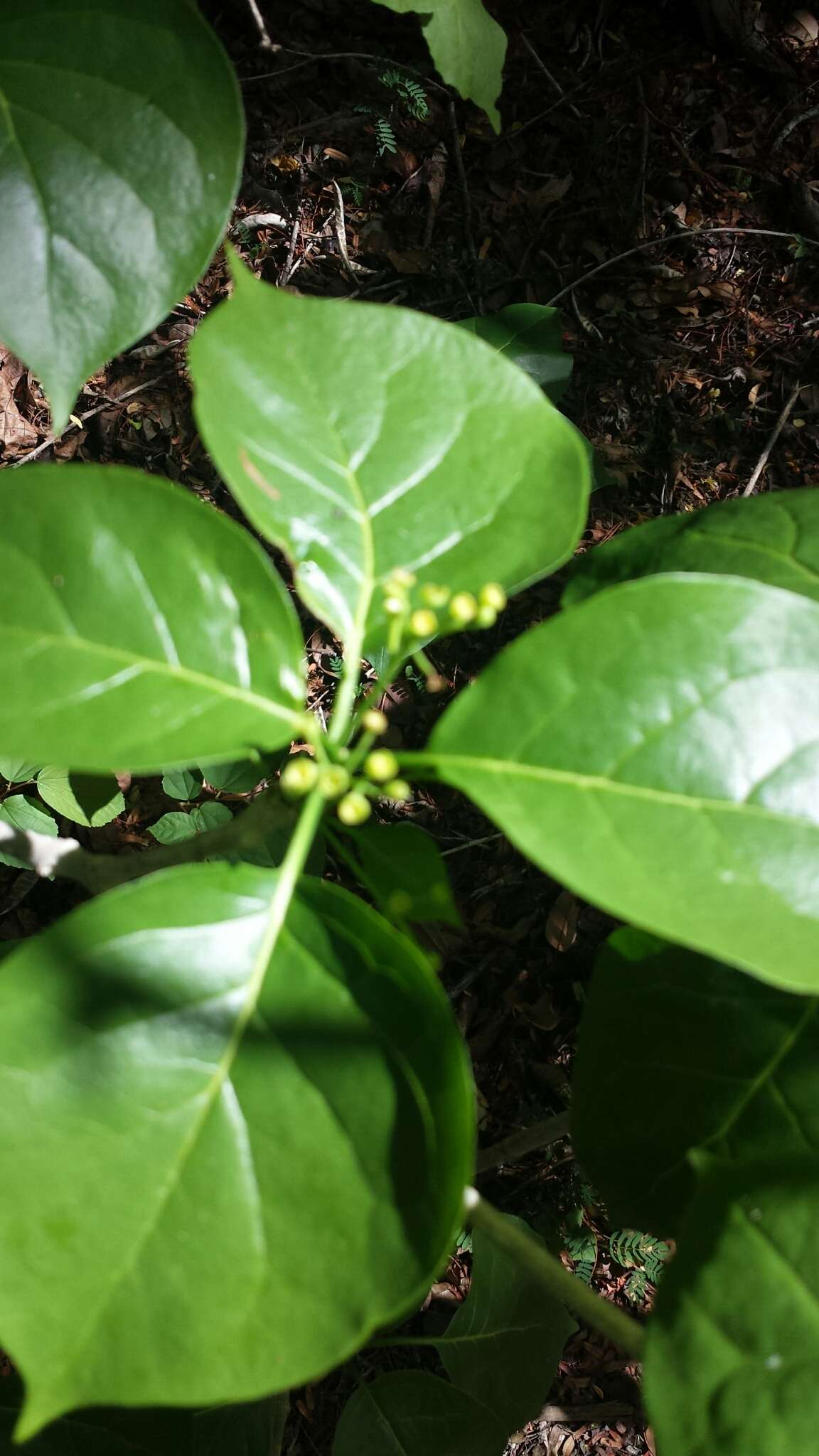 Image of Grevea madagascariensis Baill.