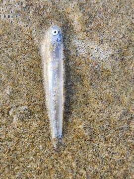 Image of Australian anchovy