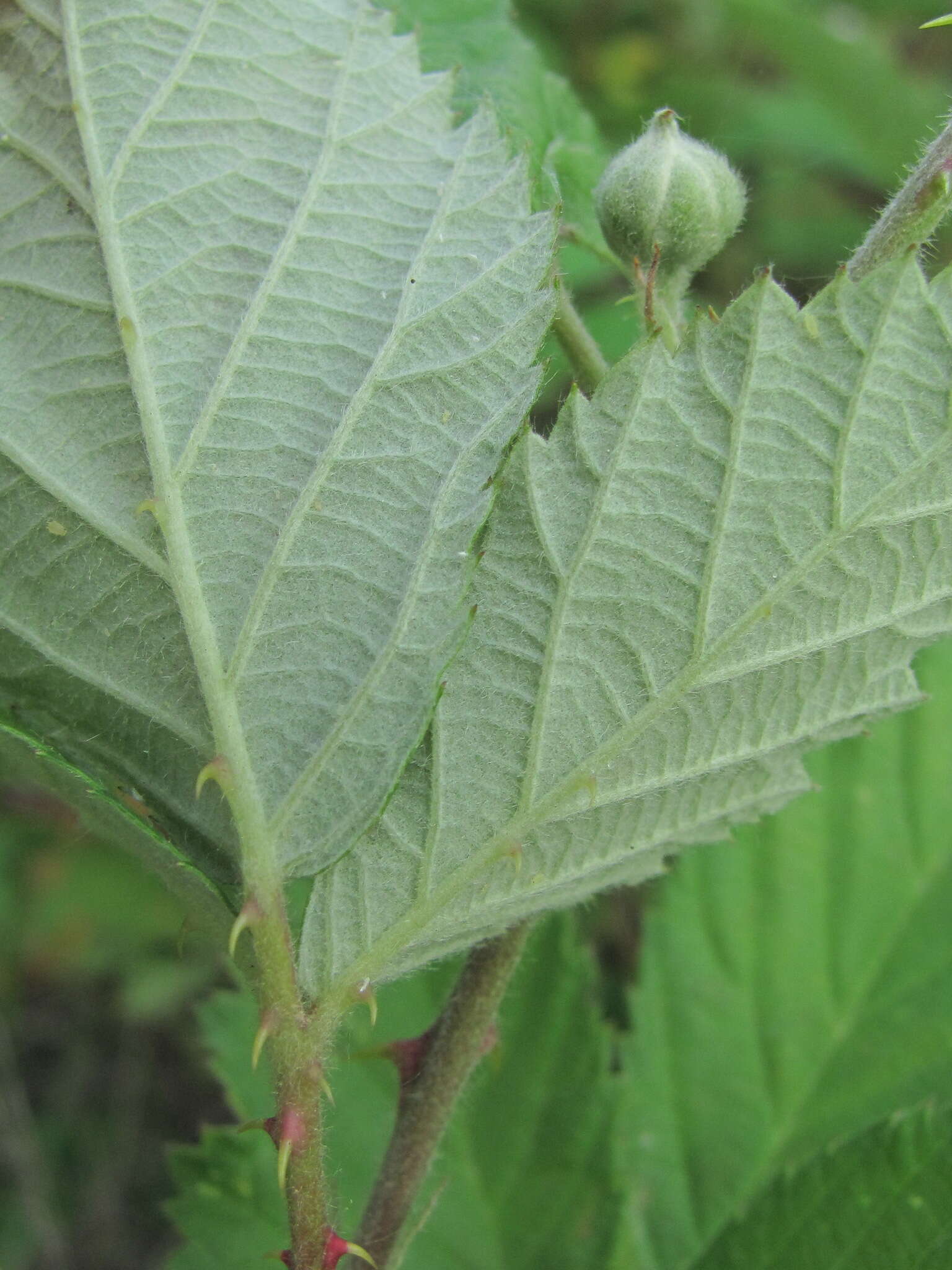 Image of Rubus silesiacus Weihe