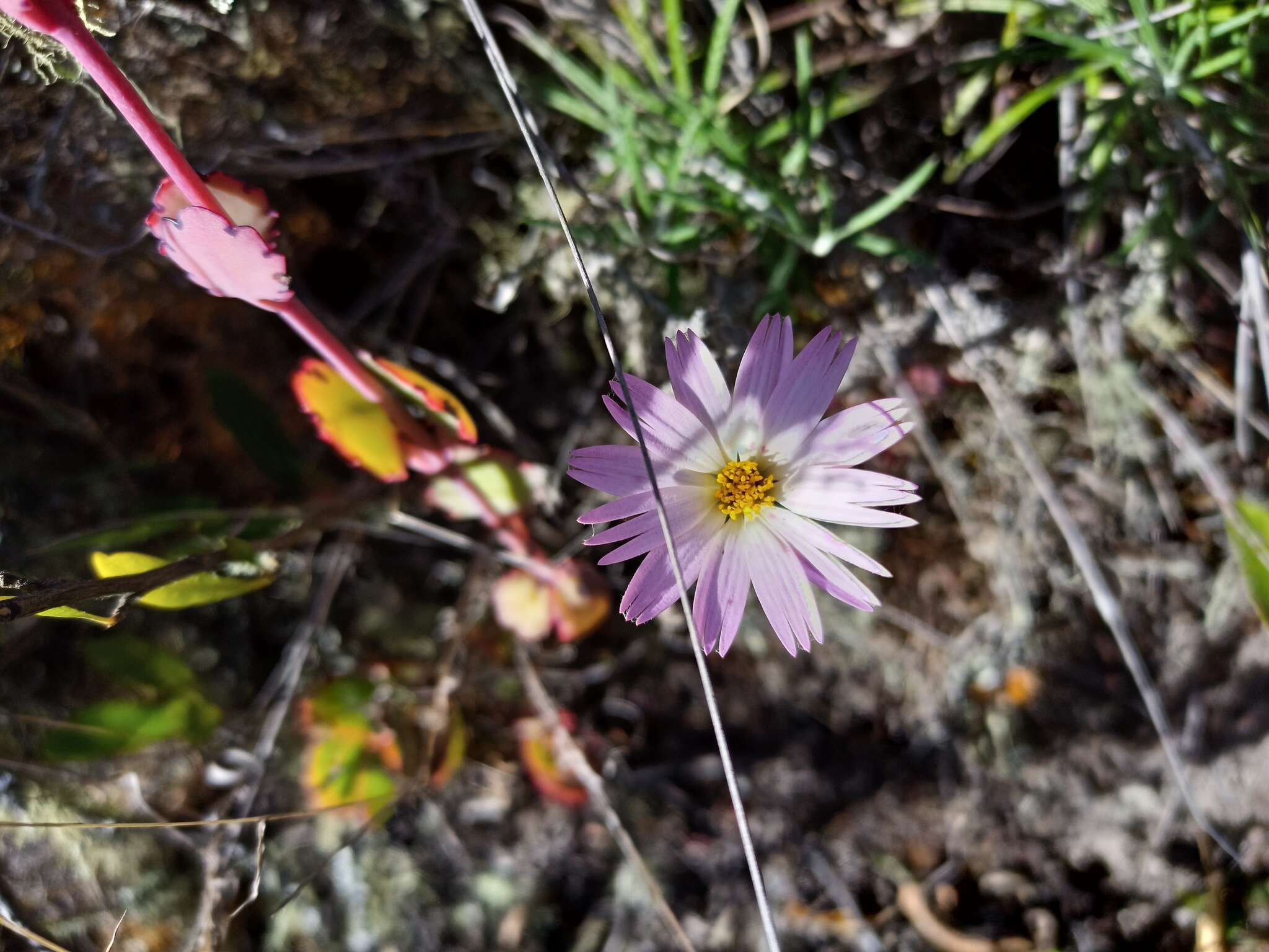 Image of Onoseris hyssopifolia Kunth