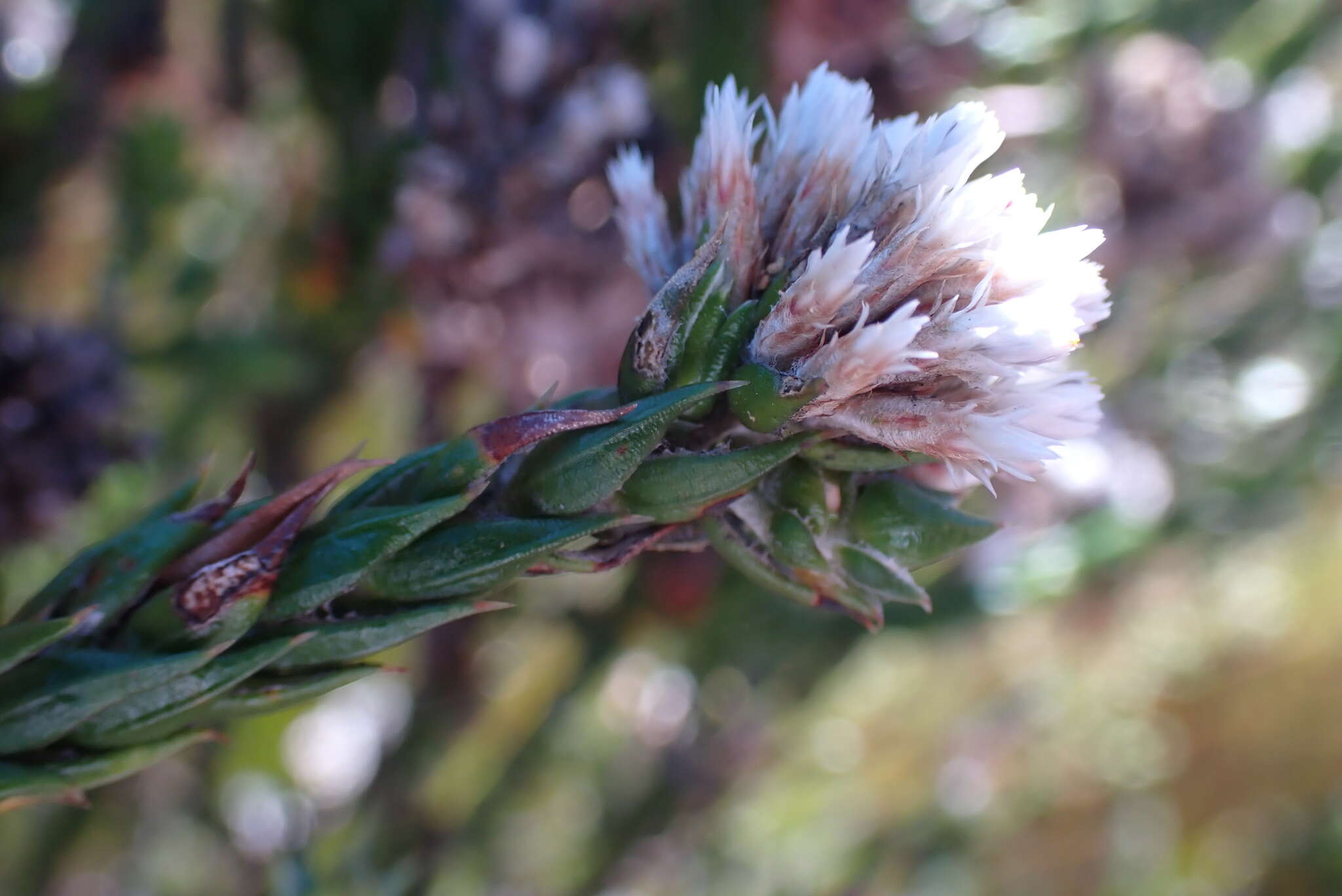Image of Pretty Blombush