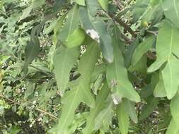 Image of Grevillea barklyana F. Müll. ex Benth.