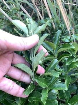 Imagem de Euonymus spraguei Hayata