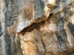 Image of Madagascan Fruit Bat