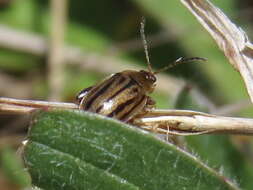 Image of Capraita subvittata (Horn 1889)